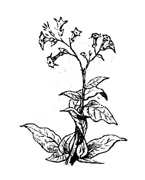 Wellauer AG